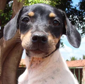Cachorro raça SRD idade 1 ano nome Fêmeas CL