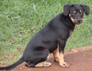 Cachorro raça Srd idade 1 ano nome Machos CL