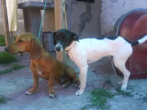 Cachorro raça  idade  nome FOI ENCONTRADO, PRO