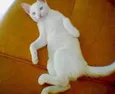 Procura Animal Desa