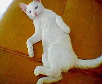 Gato ra a Olhos Azuis idade 1 ano nome Procura Animal Desa