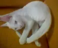 Procura Animal Desa