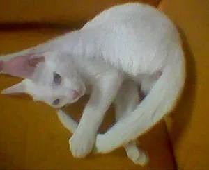 Gato raça Olhos Azuis idade 1 ano nome Procura Animal Desa
