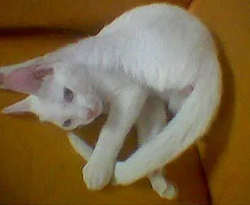 Gato ra a Olhos Azuis idade 1 ano nome Procura Animal Desa