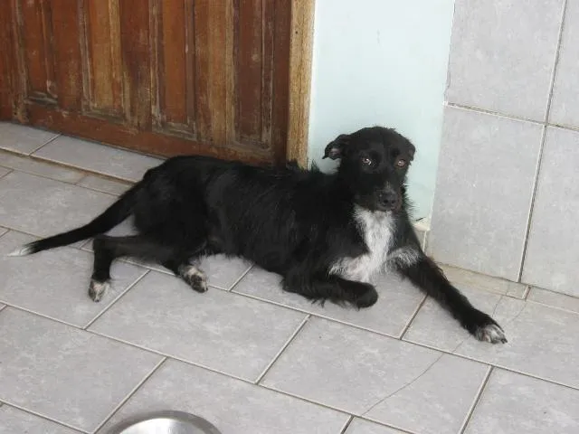 Cachorro ra a Mestiça Pastor idade 7 a 11 meses nome SULA