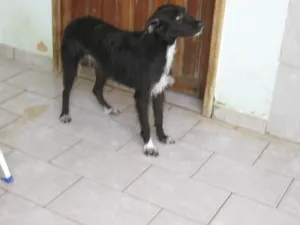 Cachorro raça Mestiça Pastor idade 7 a 11 meses nome SULA