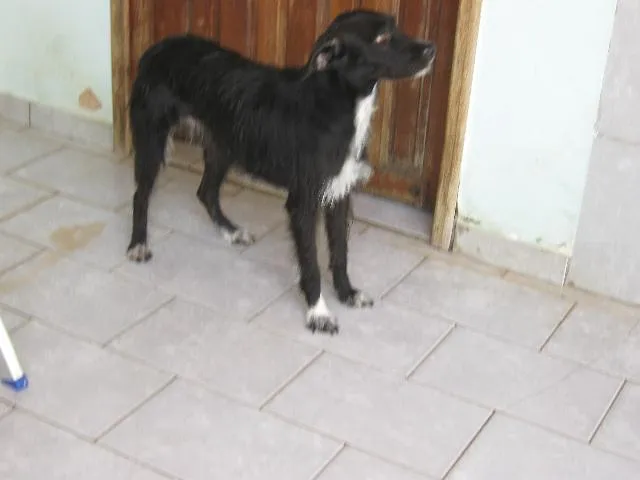 Cachorro ra a Mestiça Pastor idade 7 a 11 meses nome SULA