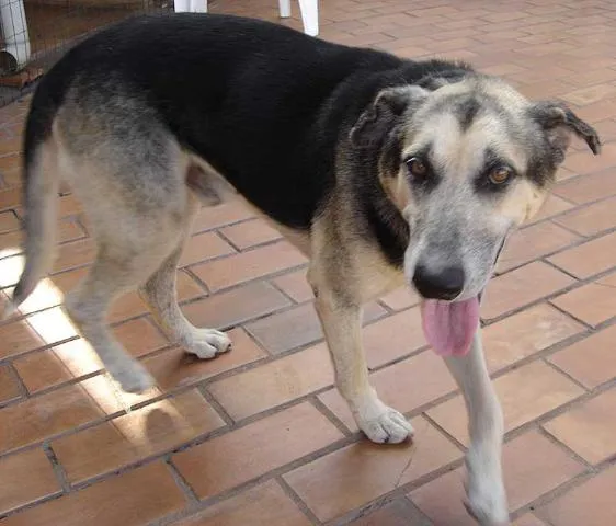 Cachorro ra a Pastor mest. idade 5 anos nome Procura DONO