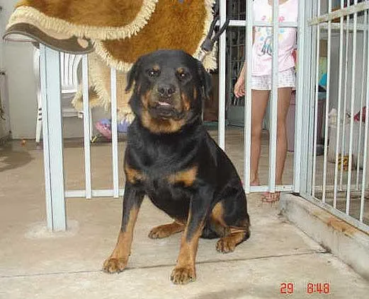 Cachorro ra a Rotweiller idade 2 anos nome Samsão
