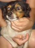 Procura DONO