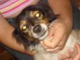 Procura DONO