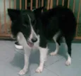 Lessie