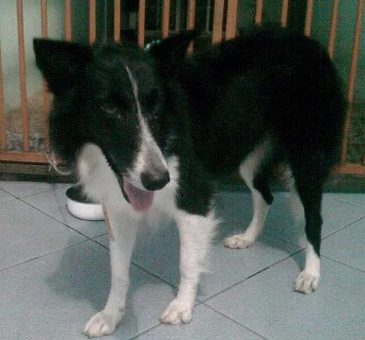 Cachorro ra a Collie idade 2 anos nome Lessie
