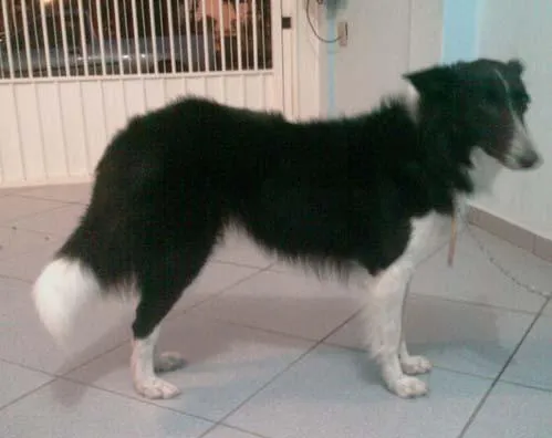 Cachorro ra a Collie idade 2 anos nome Lessie