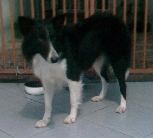 Cachorro ra a Collie idade 2 anos nome Lessie