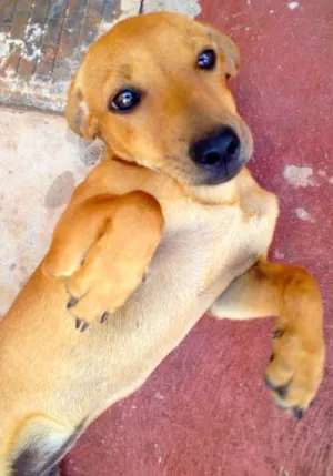 Cachorro raça SRD idade 2 a 6 meses nome Uni