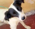 Bóris
