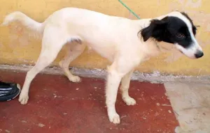 Cachorro raça SRD idade 2 anos nome Bóris
