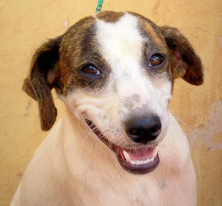 Cachorro ra a SRD idade 2 anos nome Dóris