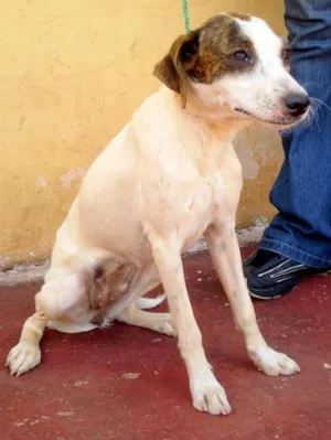 Cachorro raça SRD idade 2 anos nome Dóris