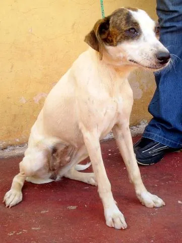 Cachorro ra a SRD idade 2 anos nome Dóris