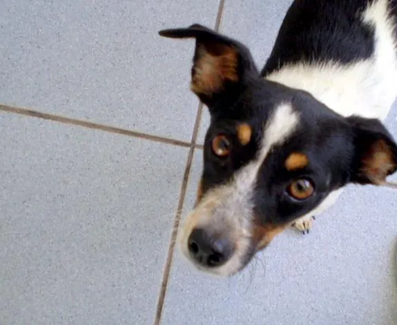 Cachorro ra a SRD idade 7 a 11 meses nome Félix