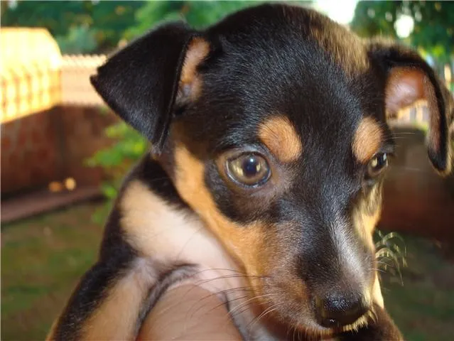 Cachorro ra a Fox idade 1 ano nome TUCA