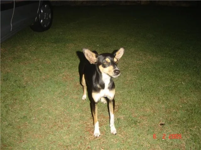 Cachorro ra a Fox idade 1 ano nome TUCA