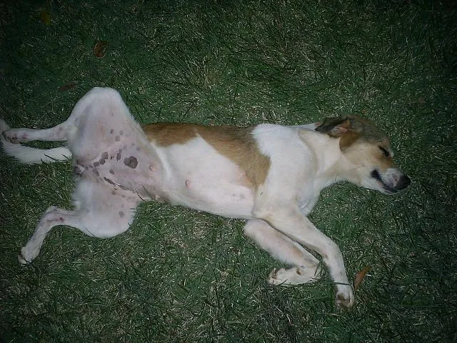 Cachorro ra a SRD idade 2 a 6 meses nome DOCIL