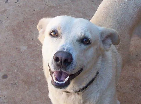 Cachorro ra a SRD idade 1 ano nome BONO