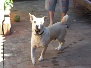 Cachorro raça SRD idade 1 ano nome BONO