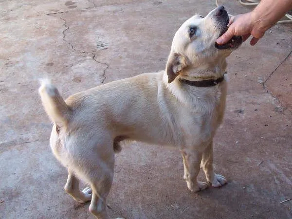 Cachorro ra a SRD idade 1 ano nome BONO