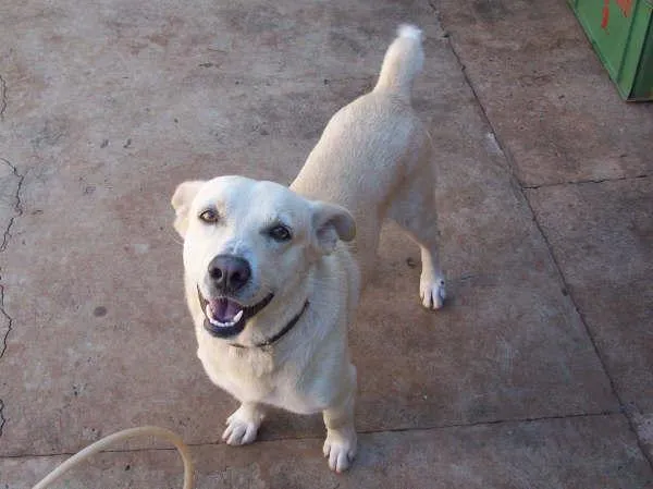 Cachorro ra a SRD idade 1 ano nome BONO