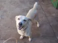 BONO