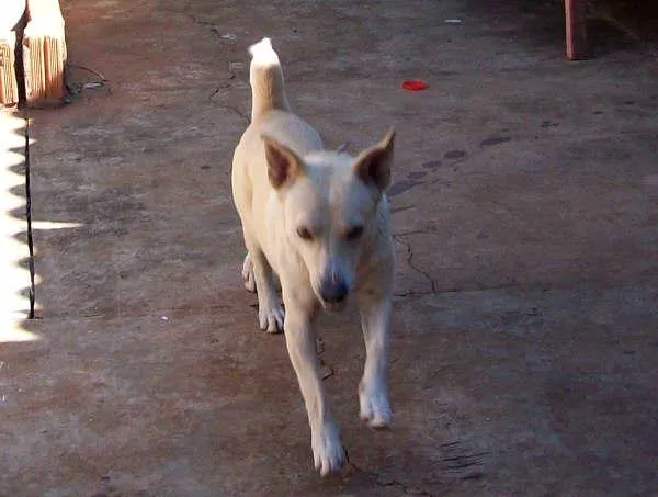 Cachorro ra a SRD idade 1 ano nome BONO