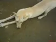 Pipa