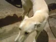 Pipa