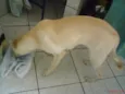 Pipa
