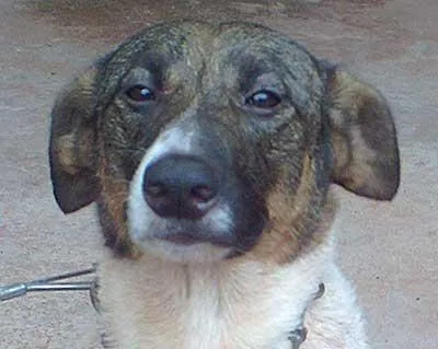 Cachorro ra a SRD idade 4 anos nome Pitucha