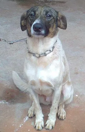 Cachorro raça SRD idade 4 anos nome Pitucha