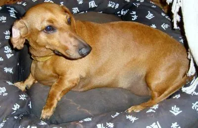 Cachorro ra a Cofape idade 1 ano nome Encontrada 19/3