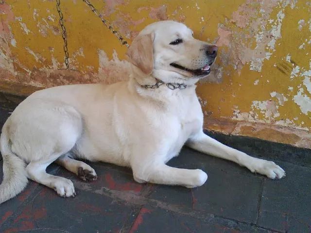 Cachorro ra a LABRADOR idade  nome FLECHA -- ENCONTRADA