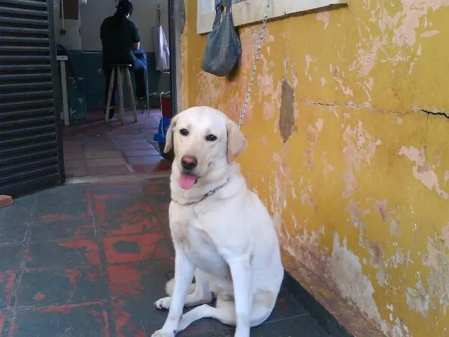 Cachorro ra a LABRADOR idade  nome FLECHA -- ENCONTRADA