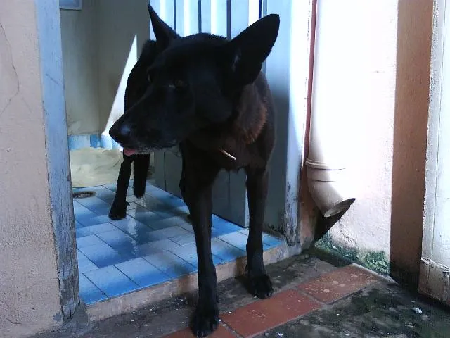 Cachorro ra a  idade  nome SOFIA -- ENCONTRADA