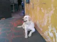 FLECHA -- ENCONTRADA