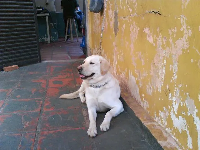 Cachorro ra a LABRADOR idade  nome FLECHA -- ENCONTRADA