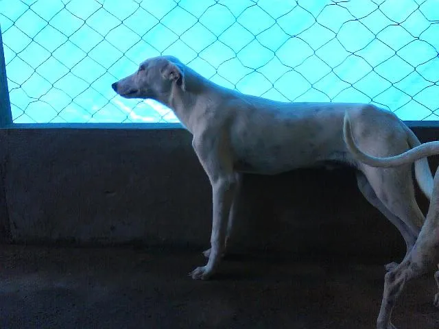 Cachorro ra a SRD idade  nome TITÃ -- ENCONTRADO