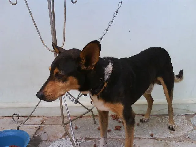 Cachorro ra a SRD idade  nome TOBY -- ENCOTRADO