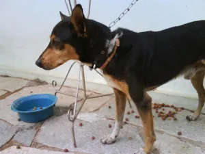 Cachorro raça SRD idade  nome TOBY -- ENCOTRADO