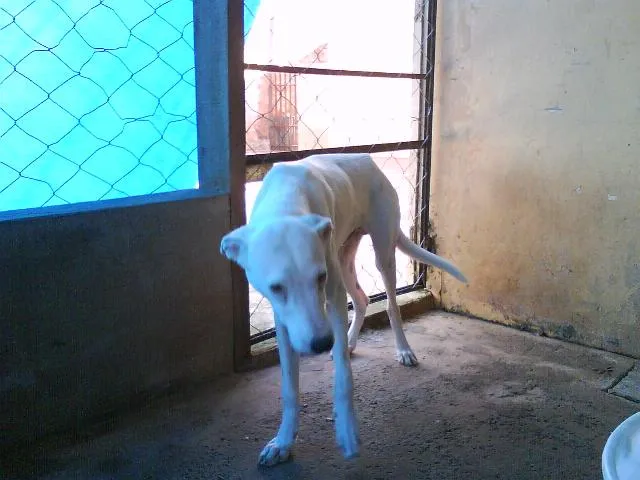 Cachorro ra a SRD idade  nome TITÃ -- ENCONTRADO